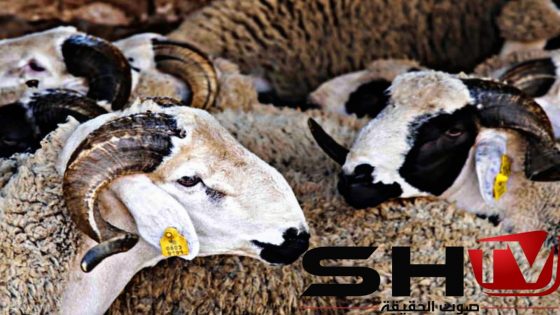 ترقيم 5.4 مليون رأس من الأغنام والماعز استعدادا لعيد الأضحى