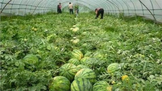 المغرب يحتل المرتبة الثانية في قائمة مصدري “البطيخ الأحمر” إلى أوروبا رغم تكلفة الإجهاد المائي والجفاف.