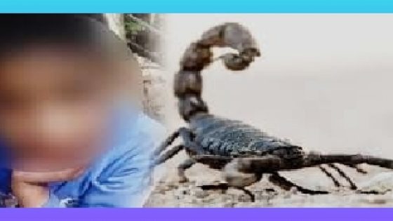 اهتزت الفقيه بن صالح على وقع حادث مؤلم حيث لقيت طفلة مصرعها جراء تعرضها للسعة عقرب.